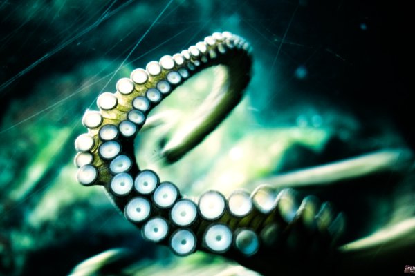 Kraken 24 at